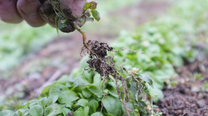 02A3017B05752622-c1-photo-techniques-de-desherbage