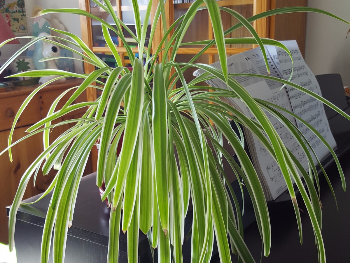 Le chlorophytum comosum : culture et&nbsp;entretien