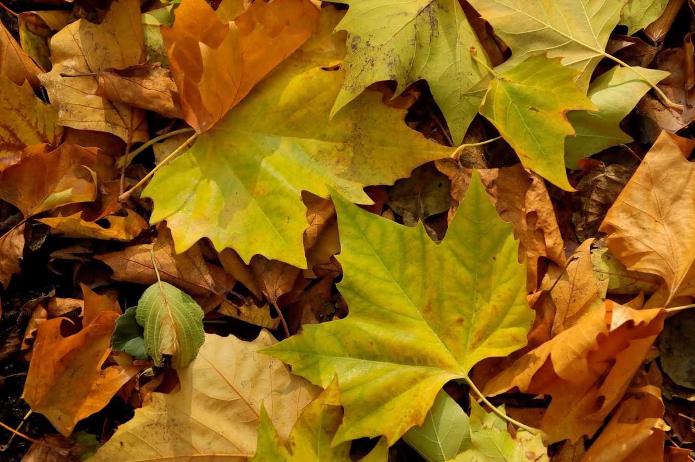 paillage feuilles mortes