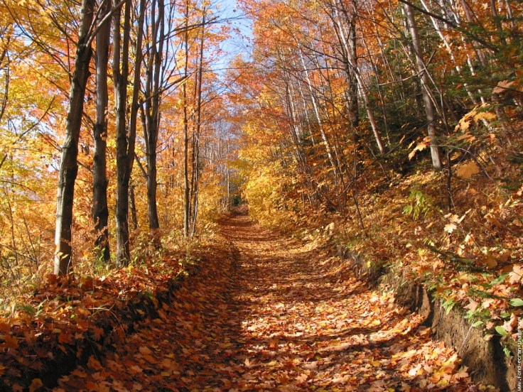 sentier en automne
