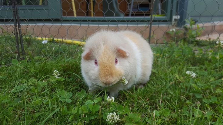 19942879_10213693030789196_1455123803665512557_o