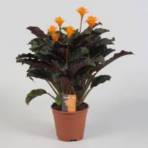 calathea-crocata