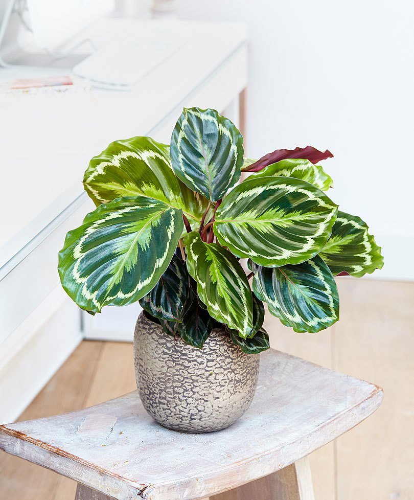 Le calathea – Crée ton abondance