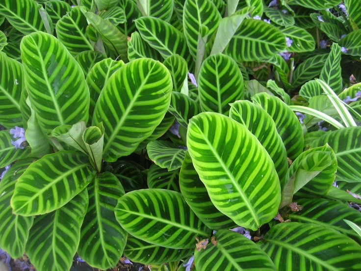 Calathea-Zebrina1