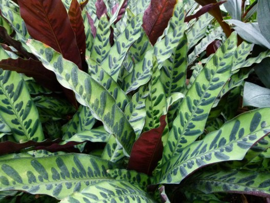 Calathea_lancifolia_cc5