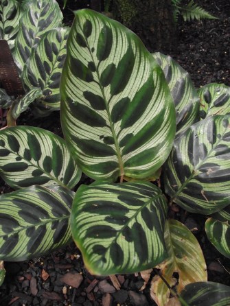 Calathea_makoyana_1
