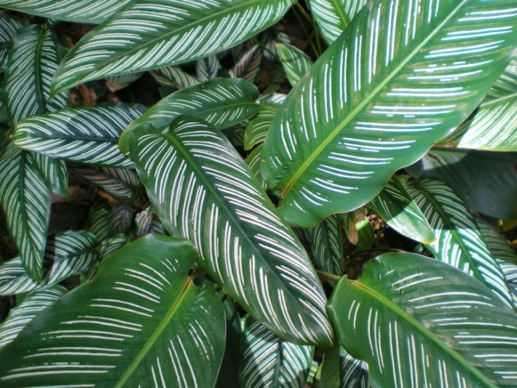 Calathea_ornata