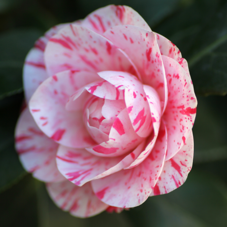 camelia-du-japon-japonica-dainty