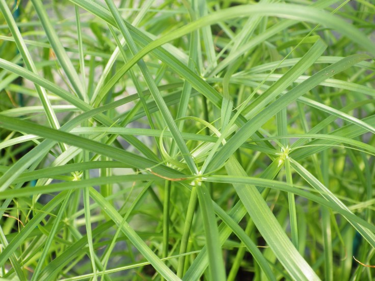 Cyperus-alternifolius.jpg