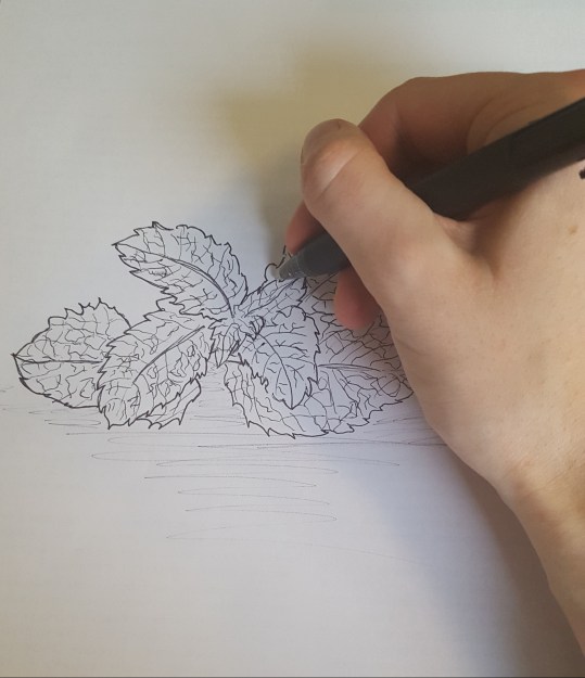 Dessin de menthe