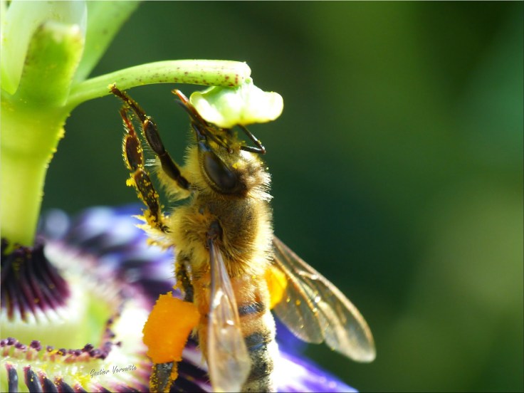 abeille-en-gros-plan.jpg