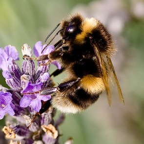 bourdon terrestre qui s'affaire