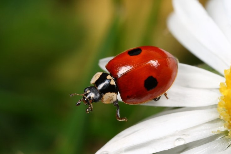 coccinelle à deux points