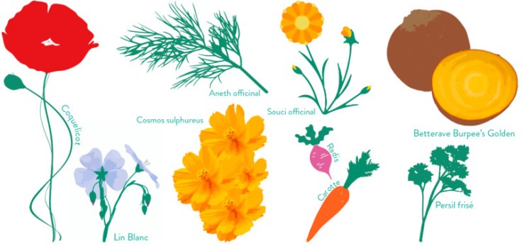 graines à tous les étages