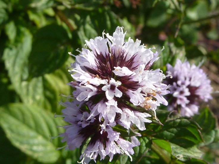 Mentha_x_piperita_var._citrata_'Eau_de_Cologne_Mint'_(Labatae)_flower