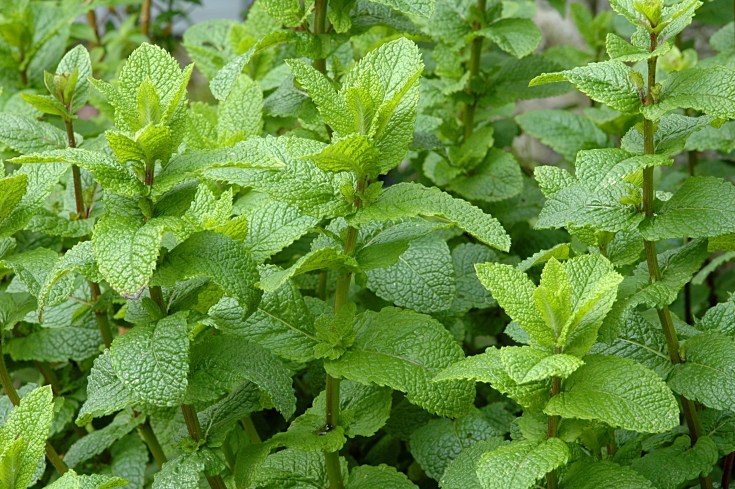 menthe verte
