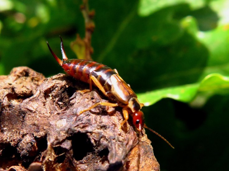 perce oreille au soleil