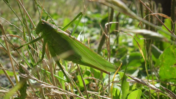 sauterelle au soleil