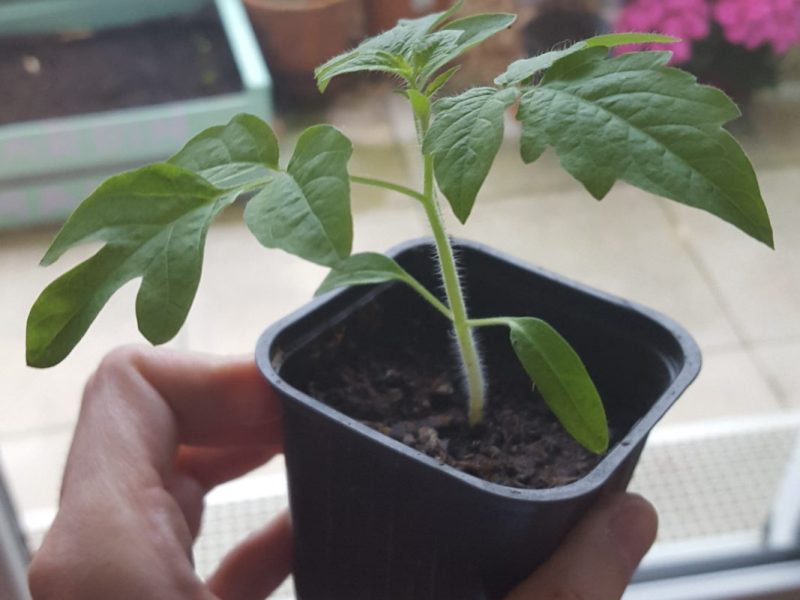 Repiquer ses jeunes&nbsp;plants