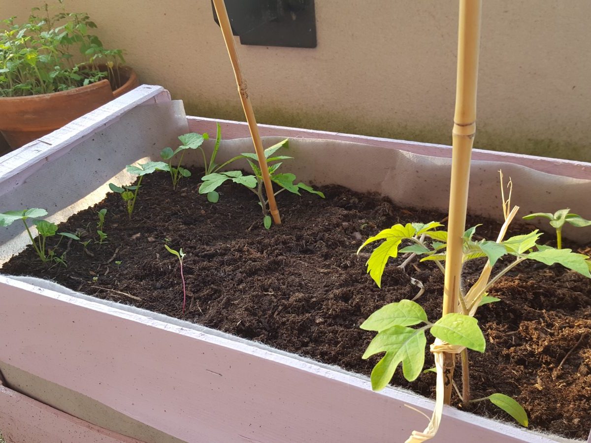 Les débuts d’un potager nourricier en&nbsp;cagettes