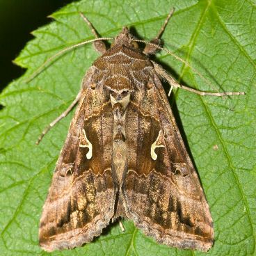 1200px-Autographa.gamma.6902