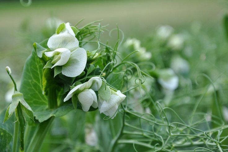 168 - Fleur de petits pois, Potager, Légume, Nature - DSC_2765R BR.jpg
