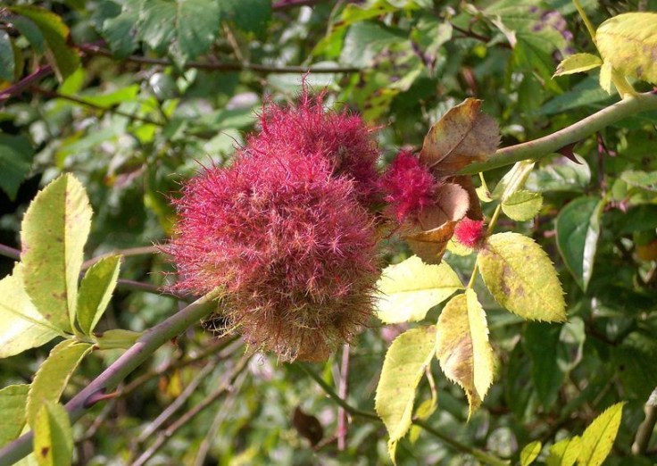 galle chevelue du rosier