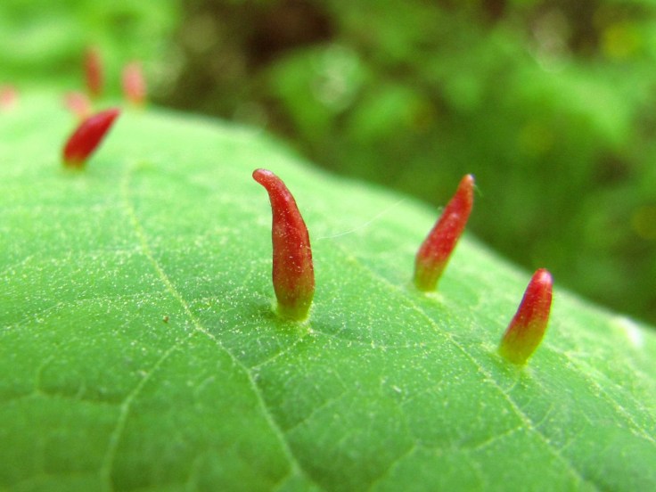 ob_893950_tilleuls-eriophyes-tiliae-17-avril-1