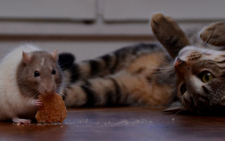 rat et chat