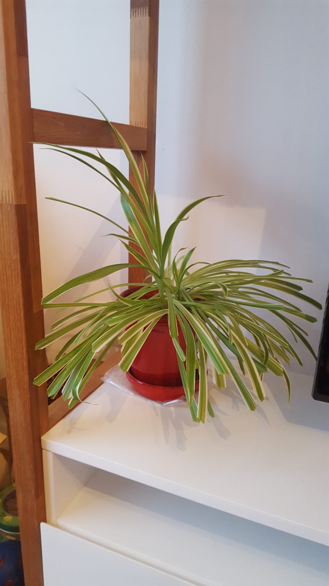 Chlorophytum fraîchement taillé (couper les extrémités sèches)