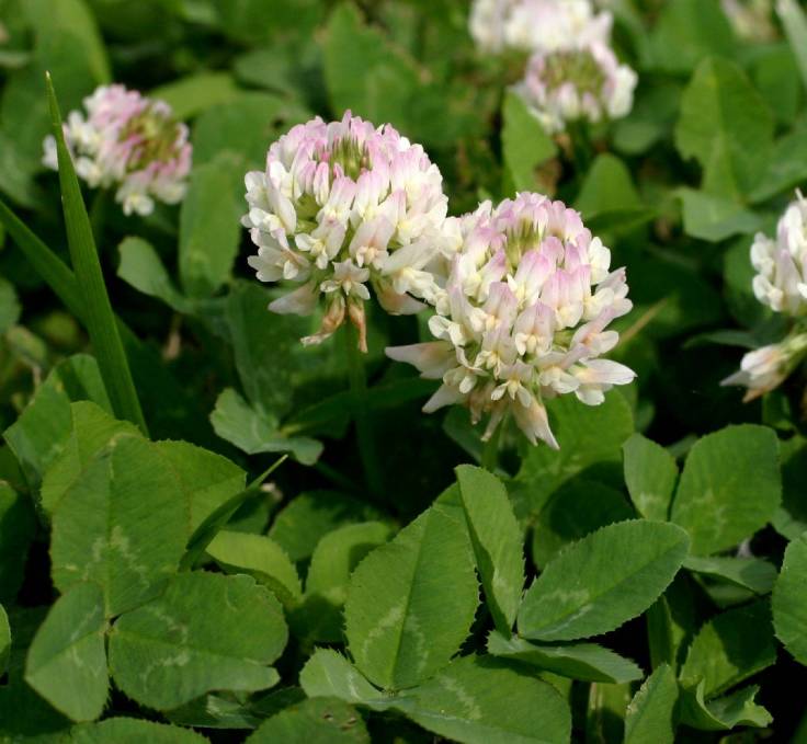 trifolium_repens2er_1528404305