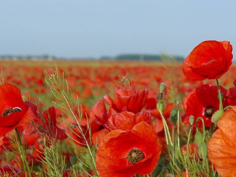 Nous voulons des coquelicots&nbsp;!
