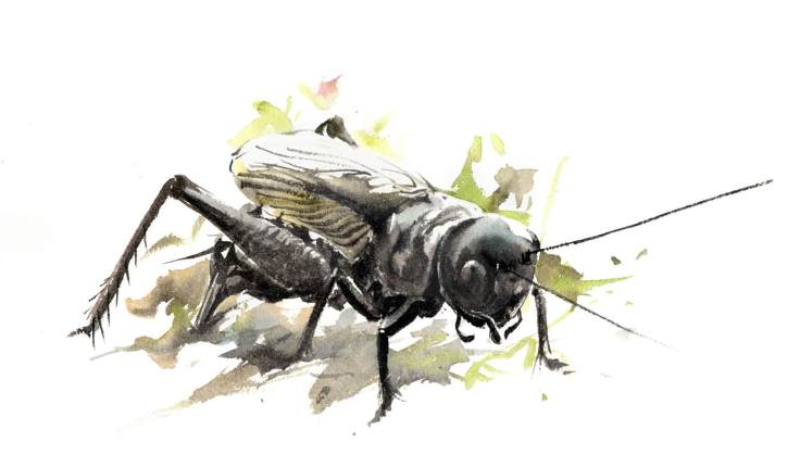 Grillons_B_Perrotin_11-1800x1026