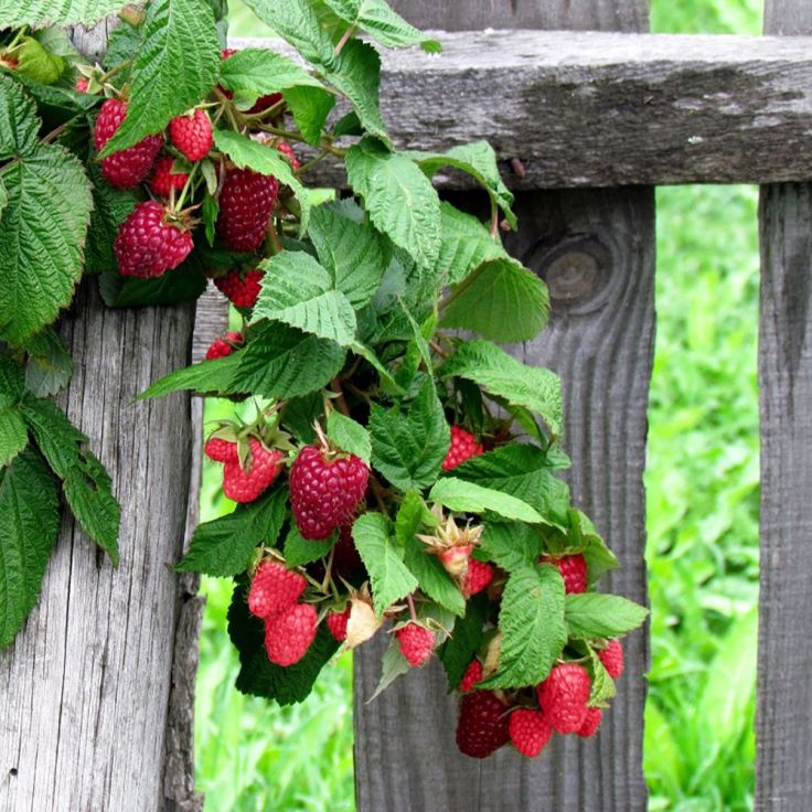 129-framboisier-remontant-heritage-9