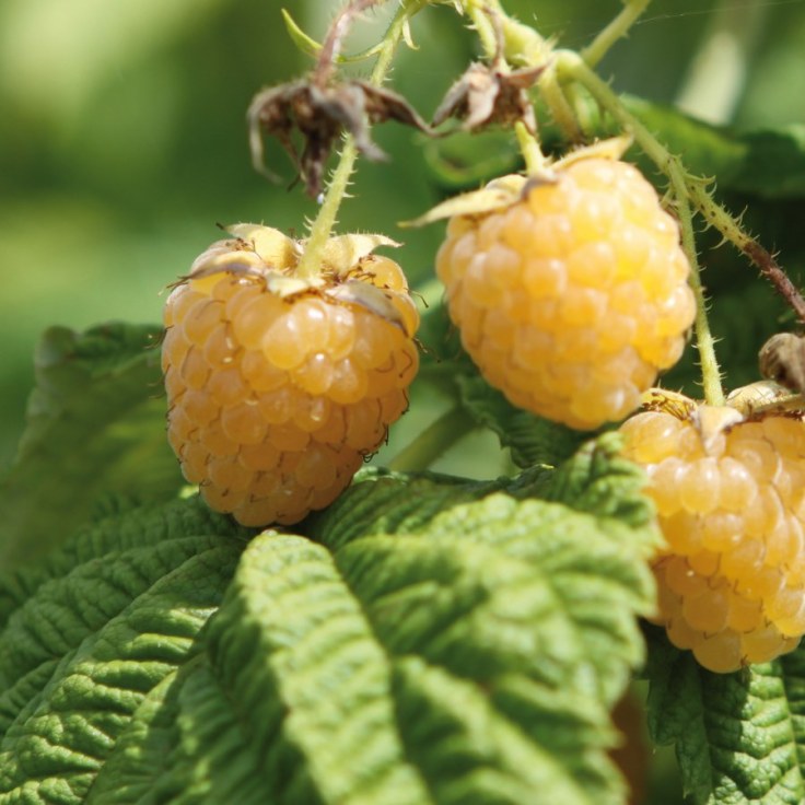 framboisier-golden-everest-traite-900px.jpeg