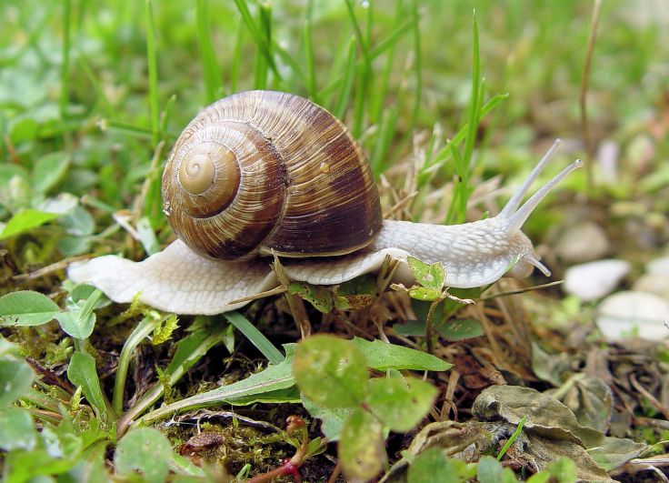 1449651618_2_HELIX_POMATIA_F.GRAF