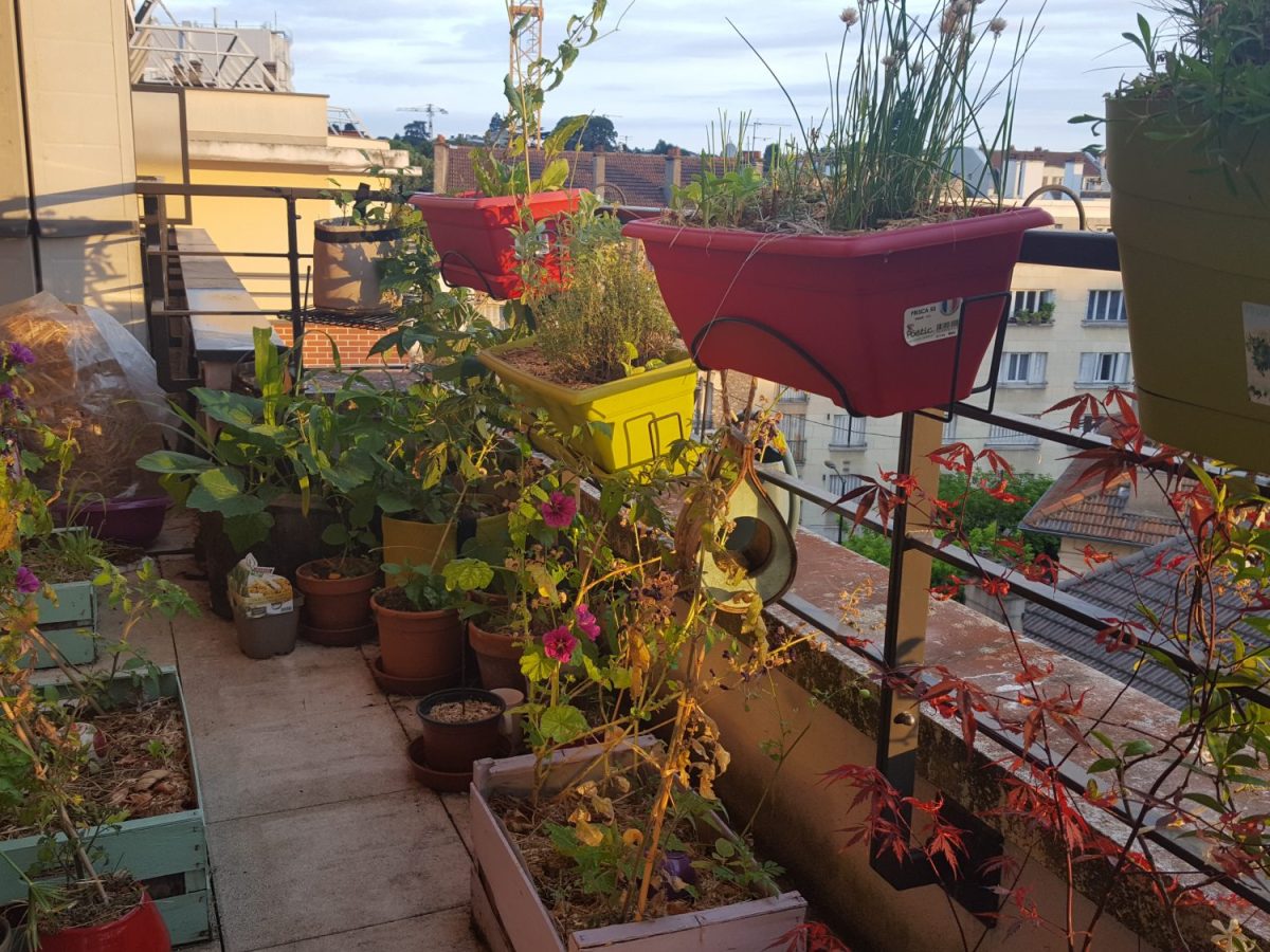 Mon balcon au mois de&nbsp;juin/juillet