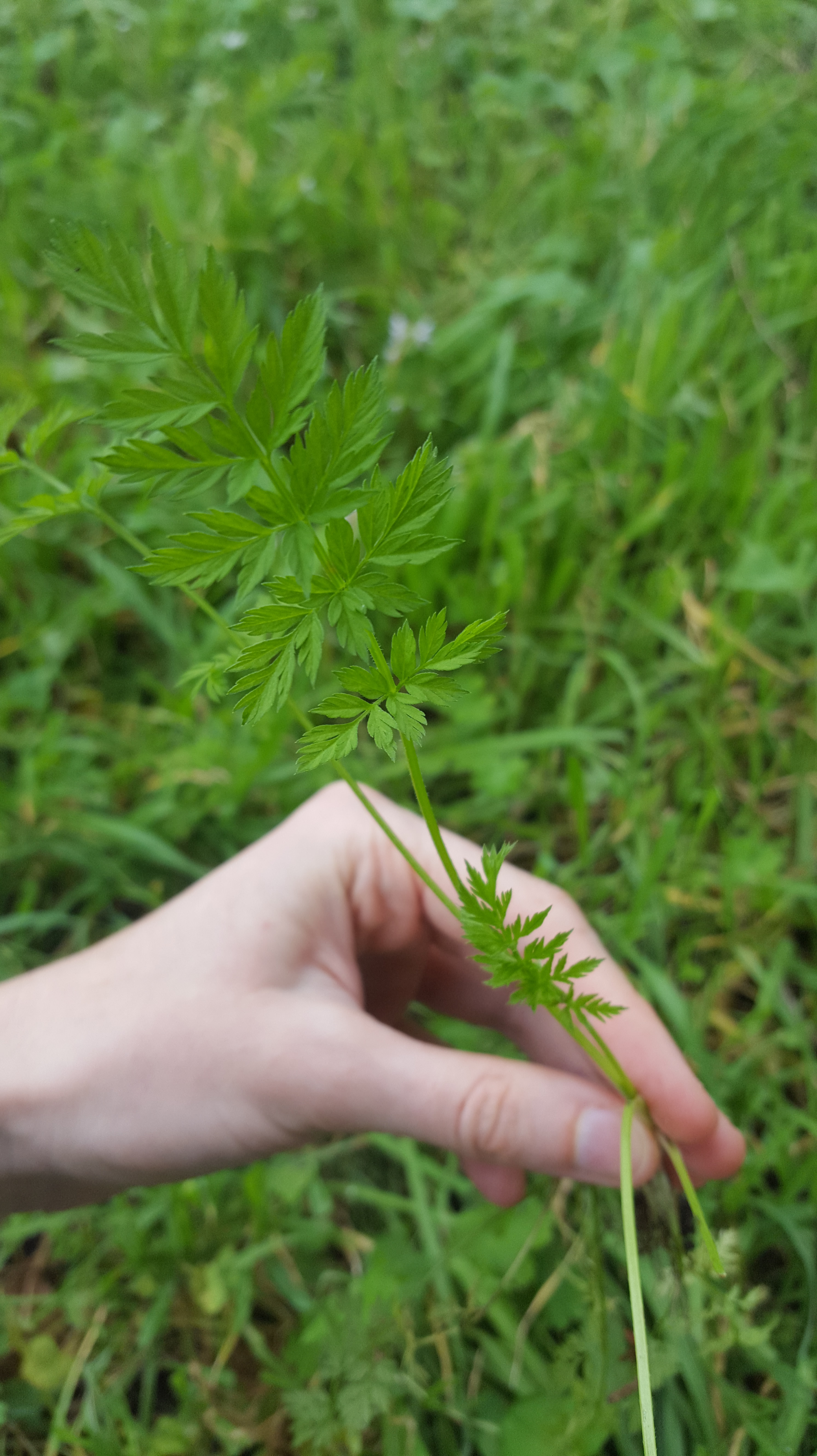 Cerfeuil des bois, Anthriscus sylvestris (3)