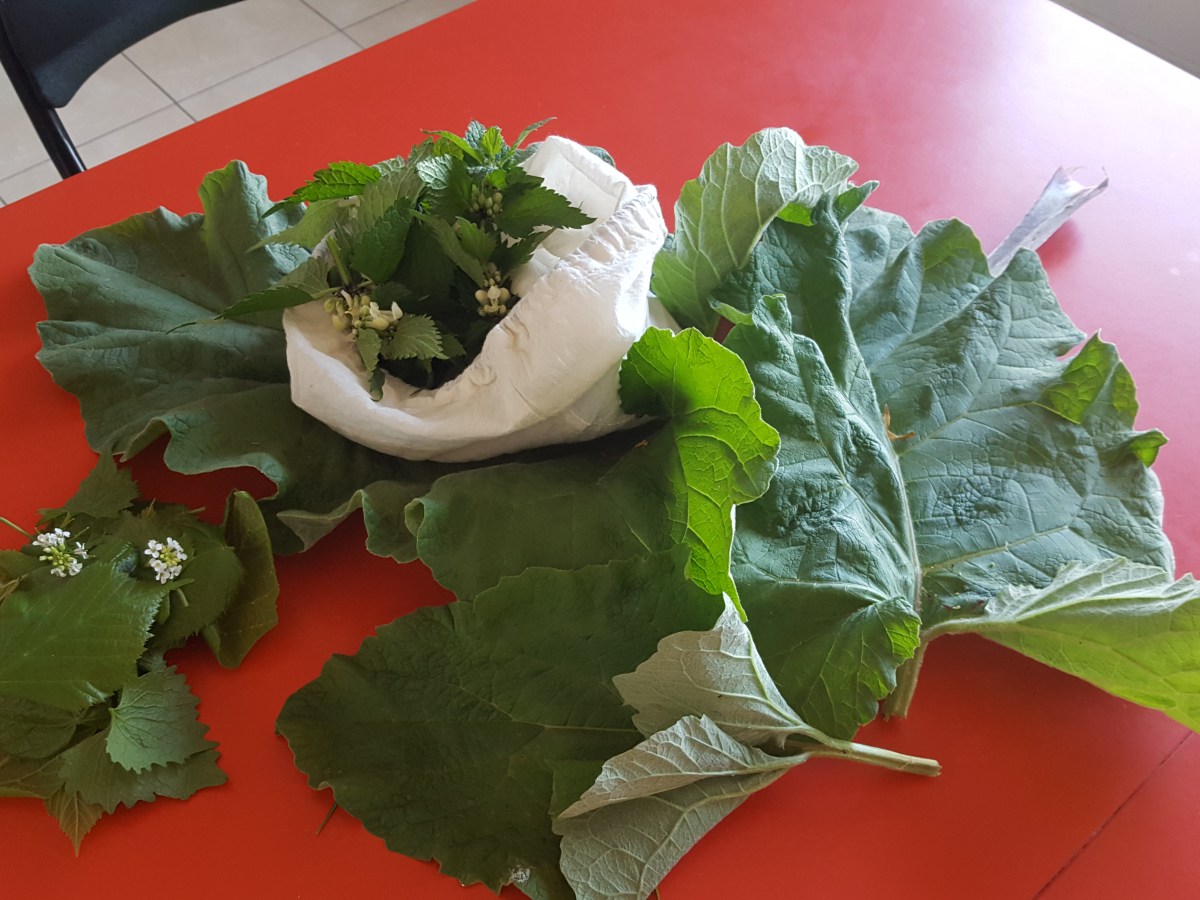 Cueillette de plantes sauvages comestibles : l&rsquo;alliaire, le tilleul et la&nbsp;bardane