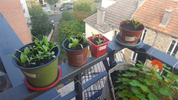 Fleur de capucine en automne 