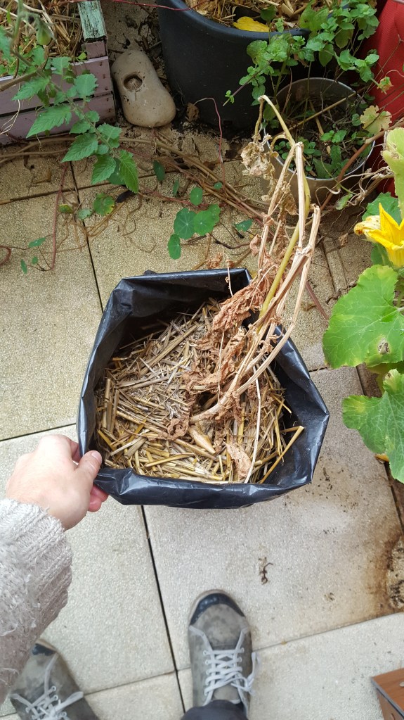 On enlève la paille et les vieux bouts desséchés de mamie la patate.