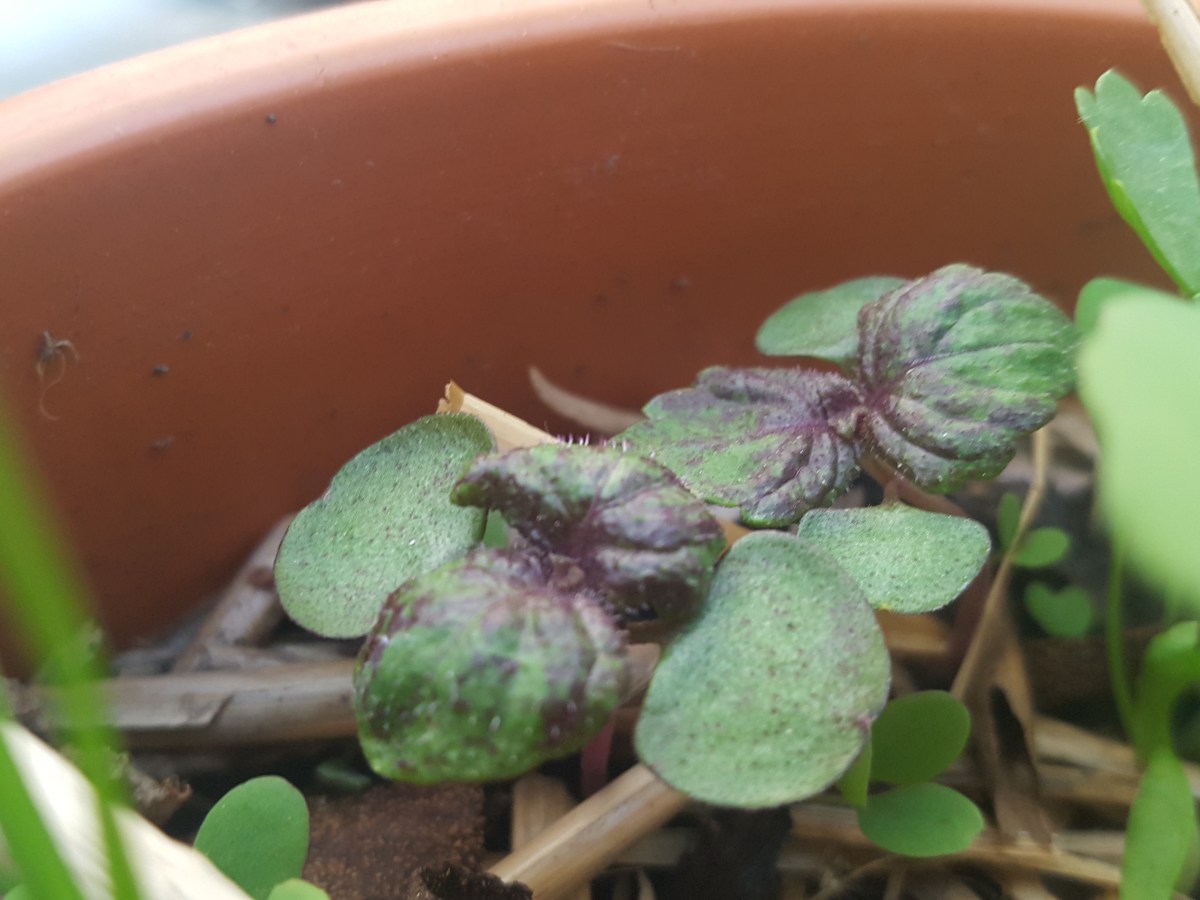 Favoriser les semis spontanés : mes légumes se ressèment tout&nbsp;seuls