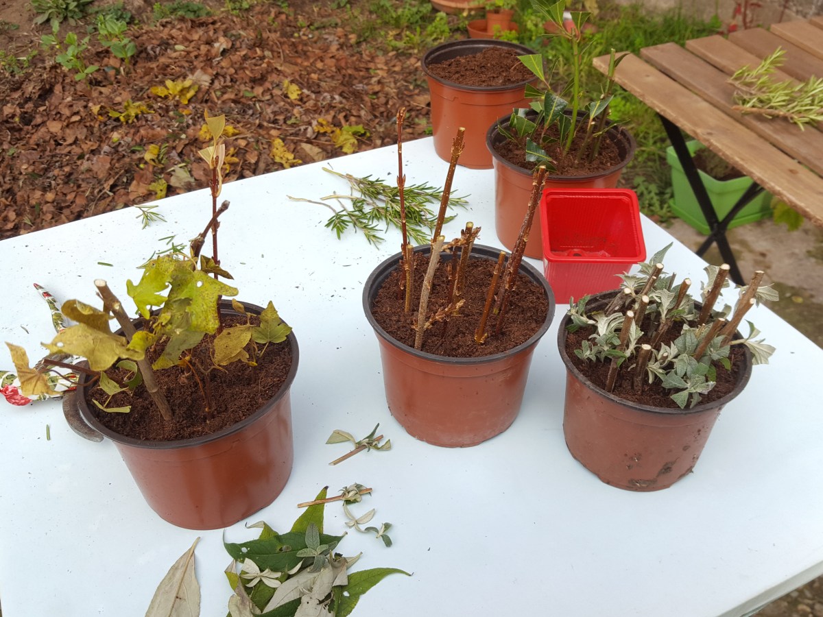 Comment faire des boutures&nbsp;?