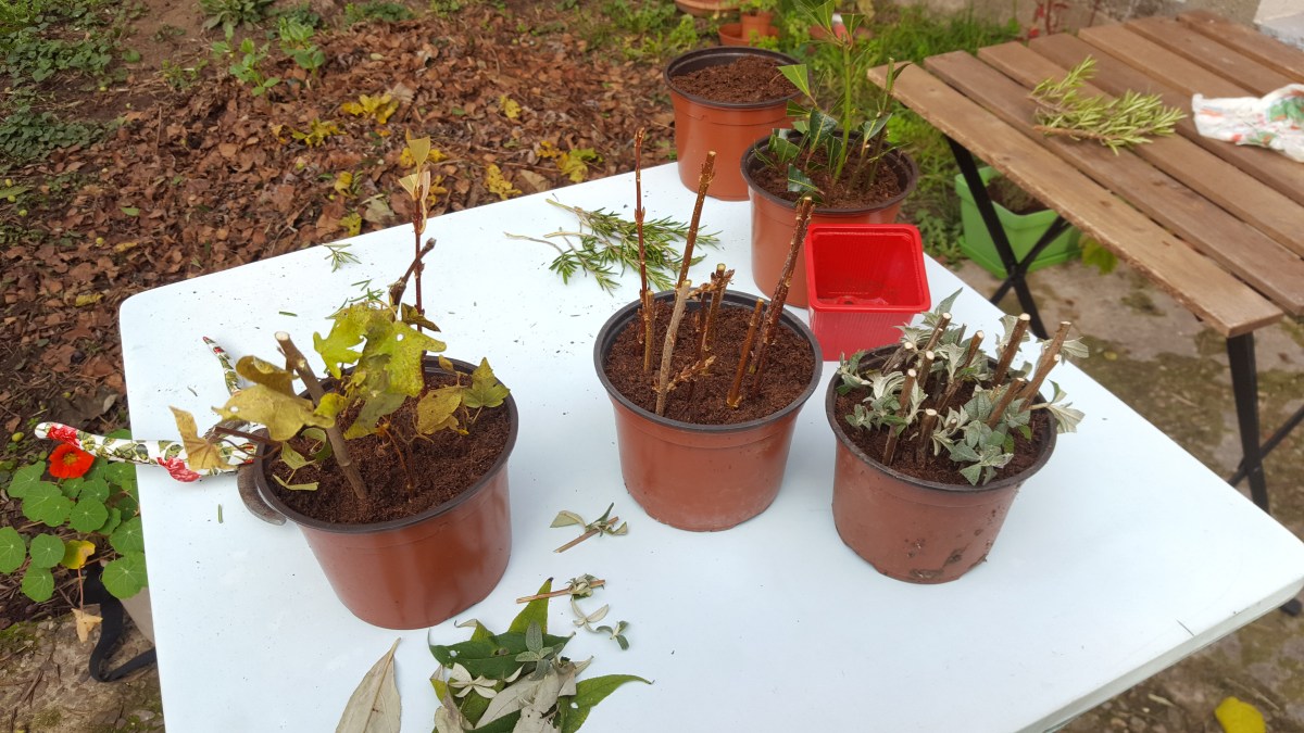 Comment faire des boutures ? – Crée ton abondance