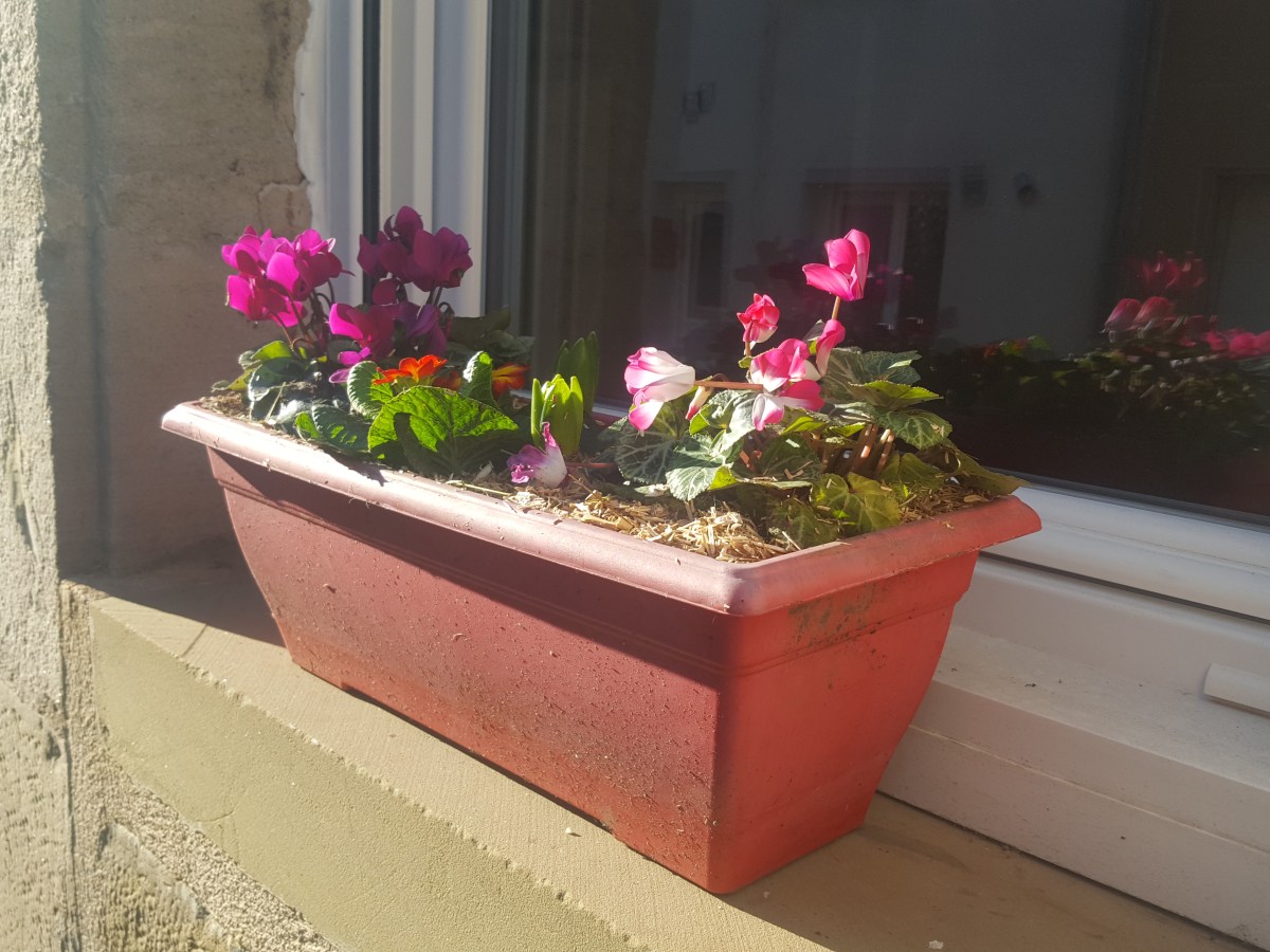 Activités de décembre au&nbsp;jardin