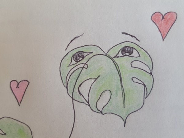 Comment rempoter une bouture de Monstera&nbsp;deliciosa