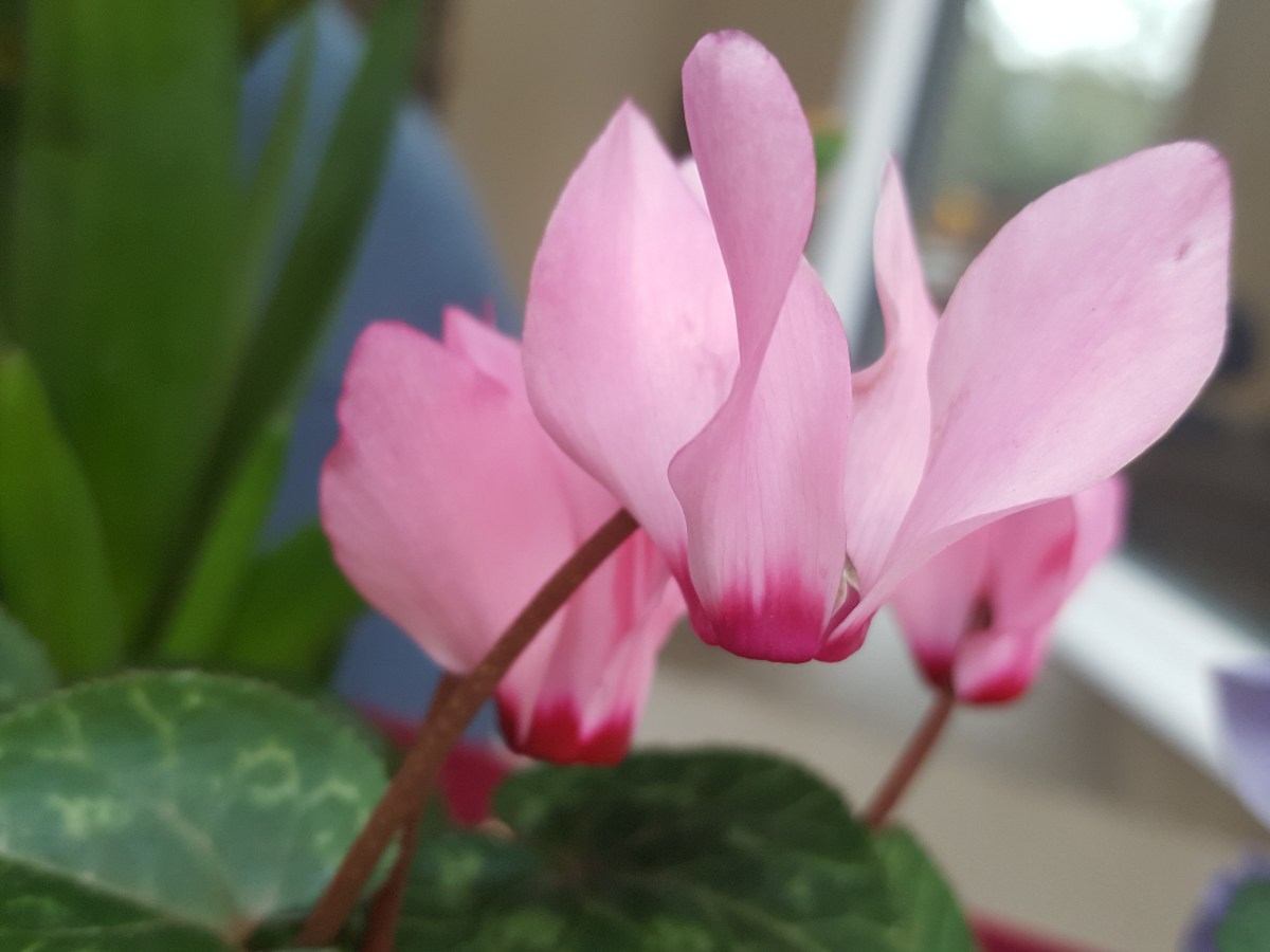 Tout savoir sur le&nbsp;cyclamen