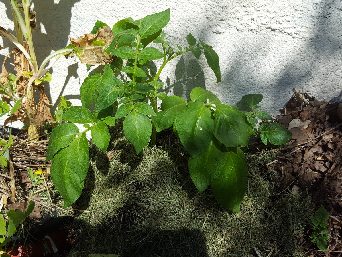 Cultiver des pommes de terre en permaculture : le printemps&nbsp;2022