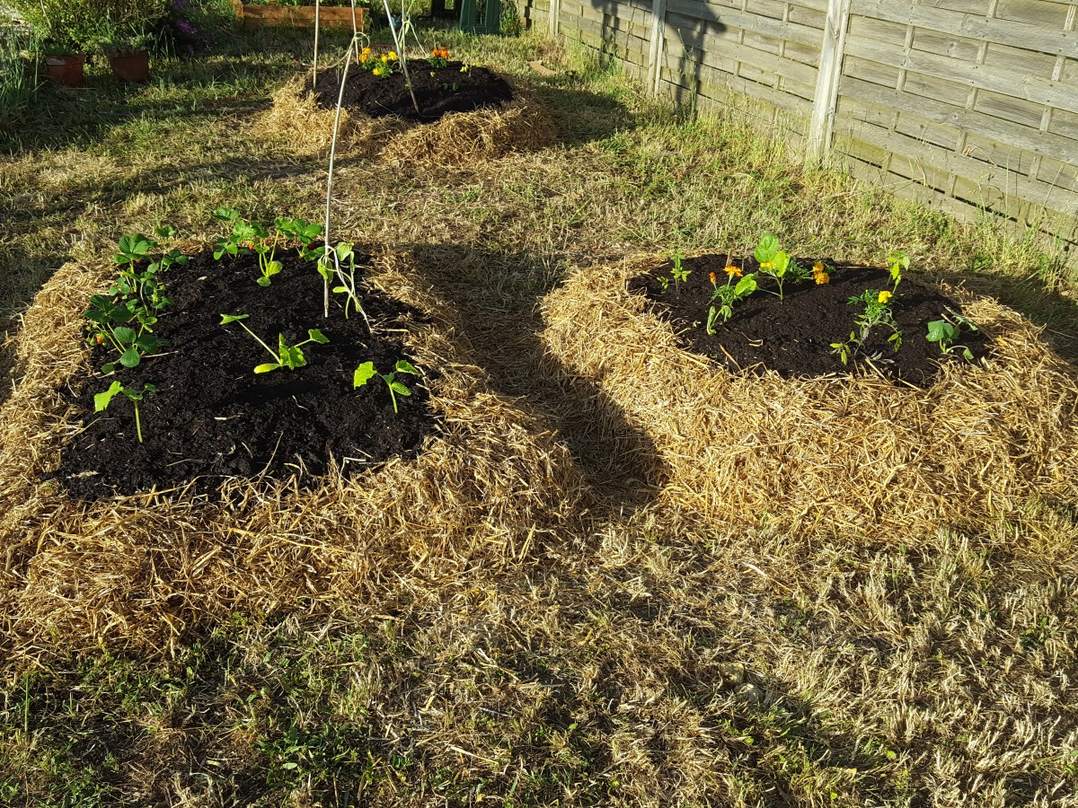 Commencer son potager sur sol&nbsp;vivant