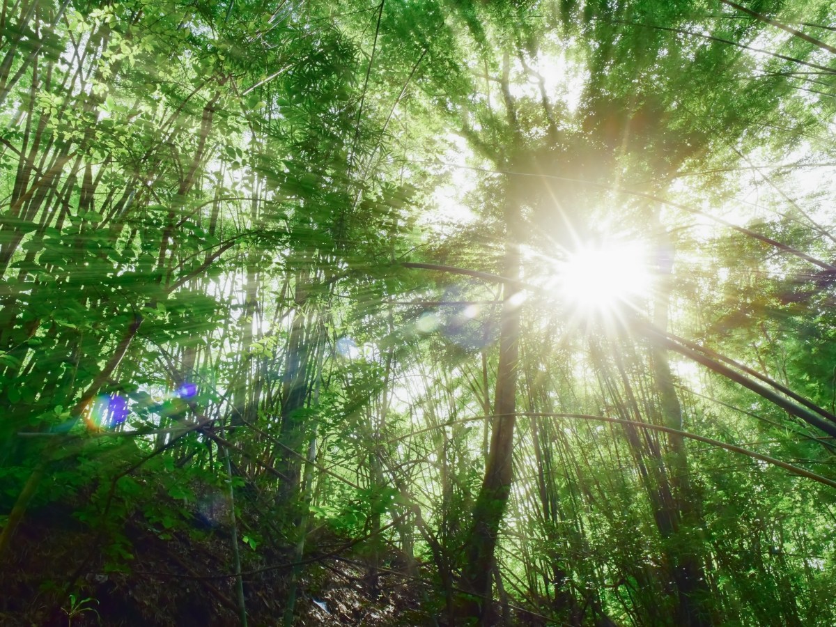 Agriculture syntropique, qu&rsquo;est-ce que c&rsquo;est&nbsp;?
